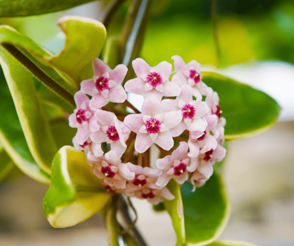 Hoya carnosa ‘Rubra’ AKA Krimson Queen - The Plant Lady SF