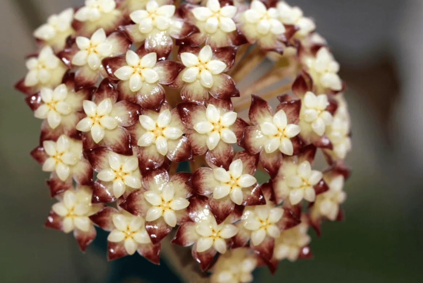 Hoya clemensiorum (Round Form) - The Plant Lady SF