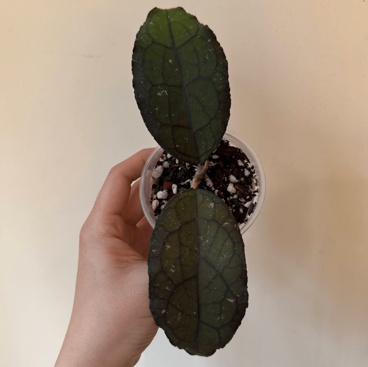 Hoya clemensiorum (Round Form) - The Plant Lady SF