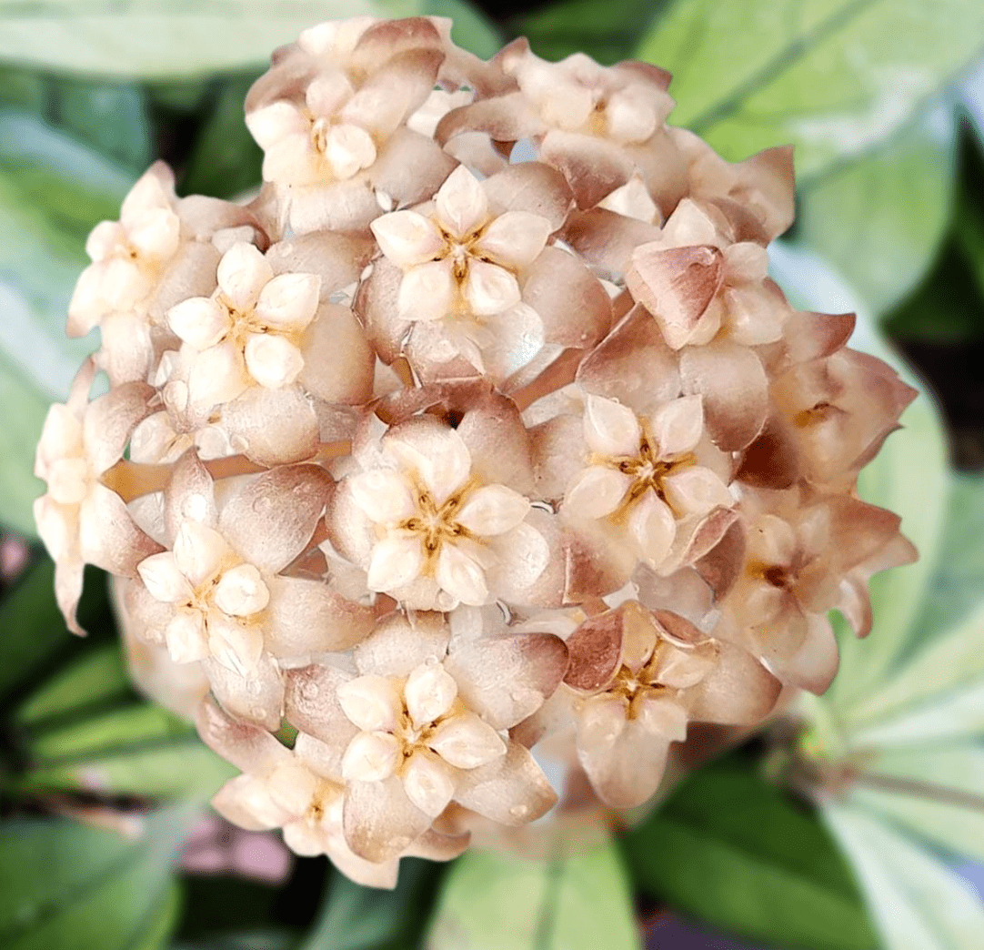 Hoya crassipetiolata - The Plant Lady SF