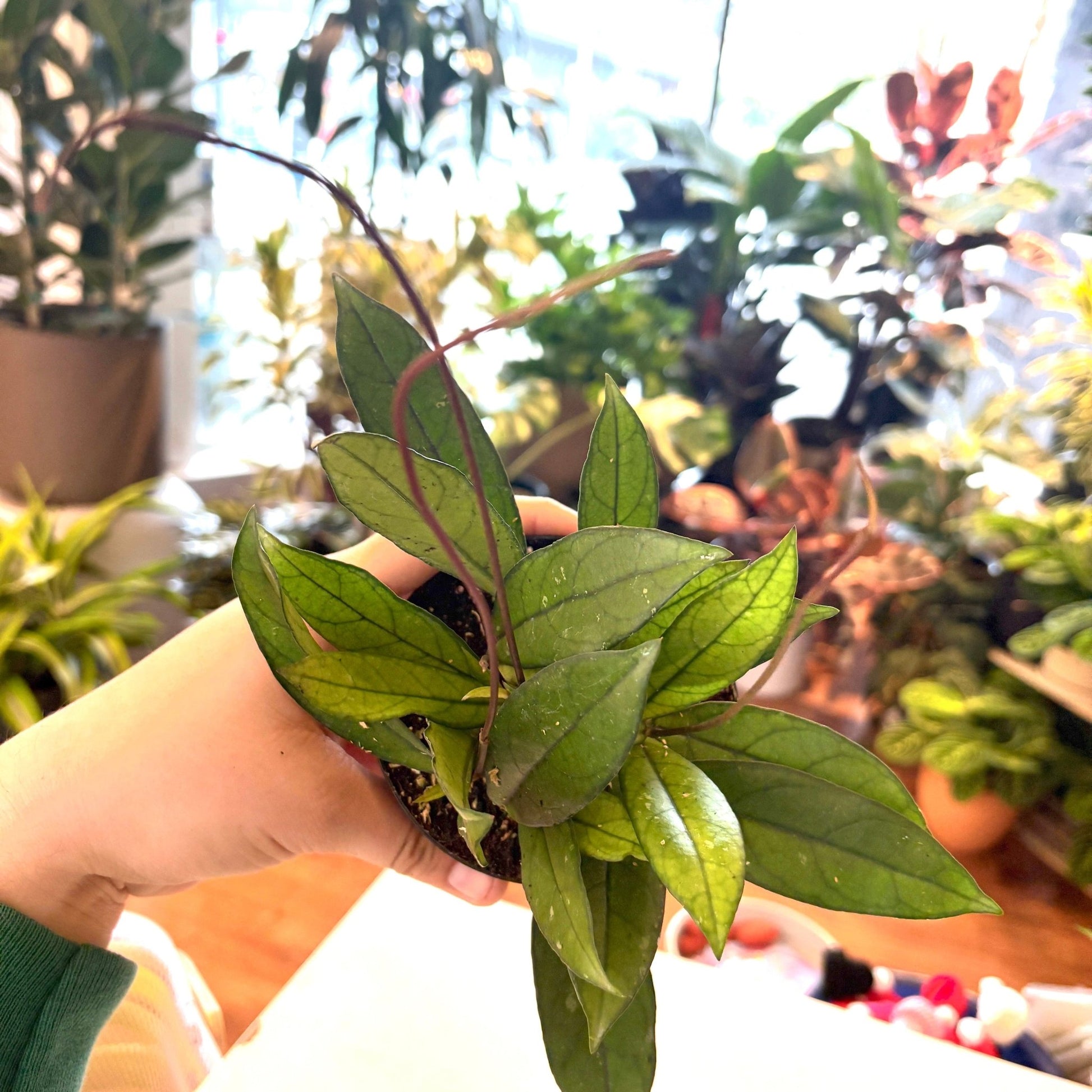 Hoya crassipetiolata - The Plant Lady SF