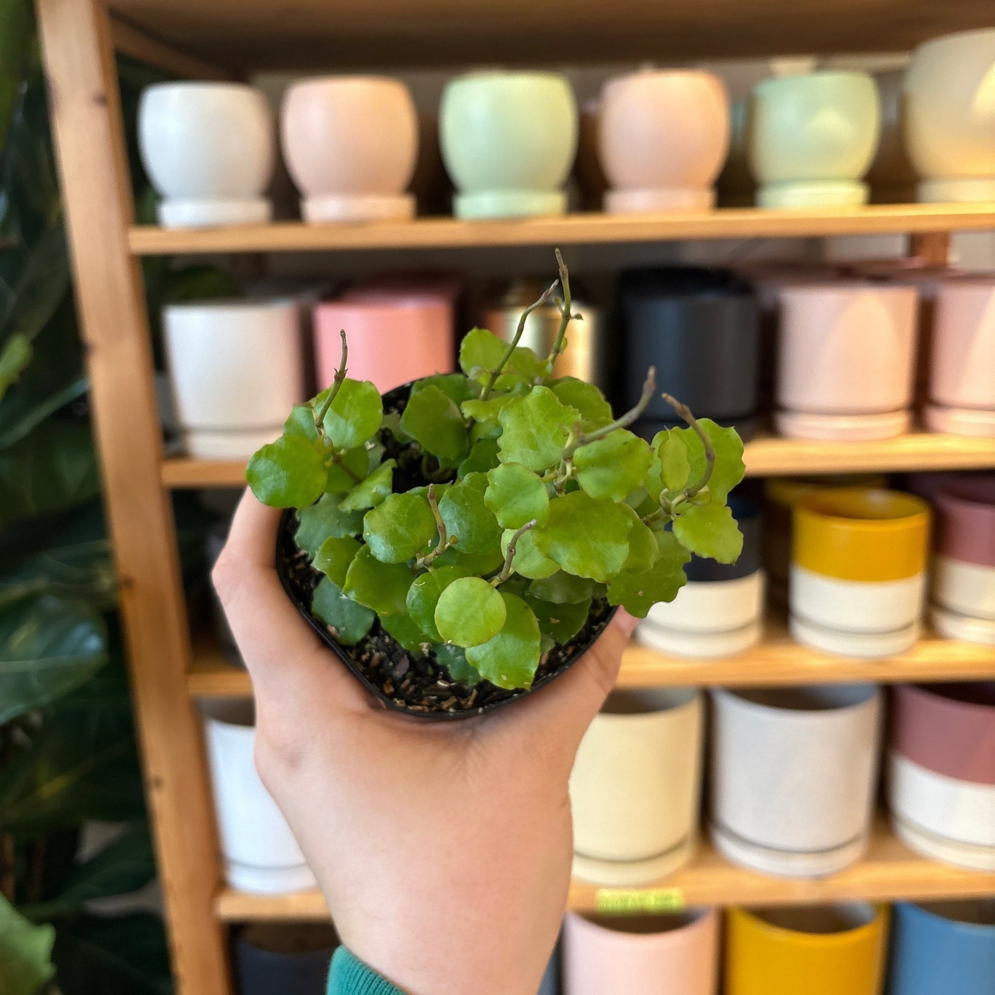 Hoya endauensis - The Plant Lady SF