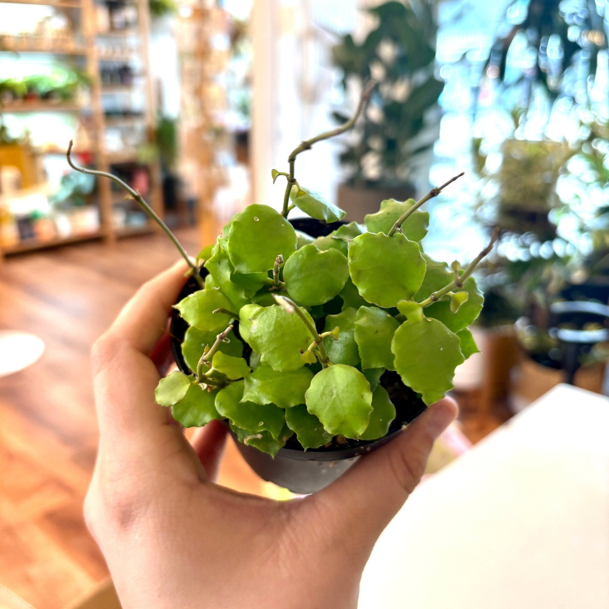 Hoya endauensis - The Plant Lady SF
