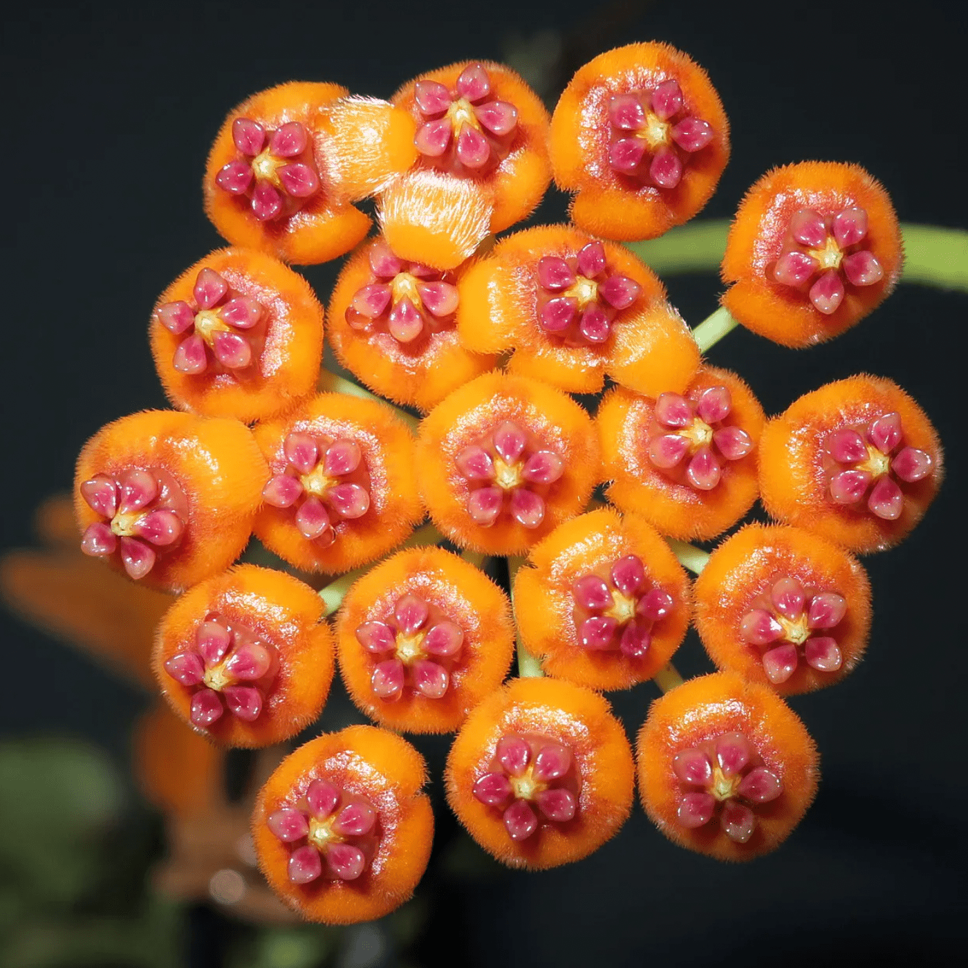 Hoya endauensis - The Plant Lady SF