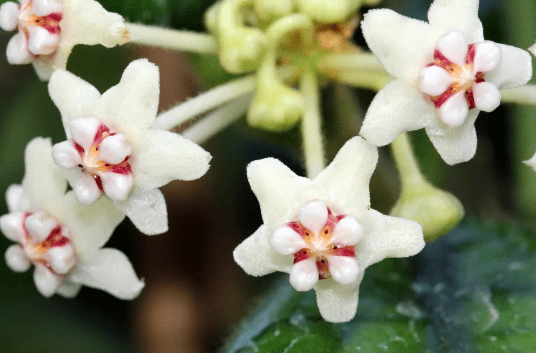 Hoya globulosa - The Plant Lady SF