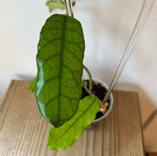 Hoya globulosa - The Plant Lady SF