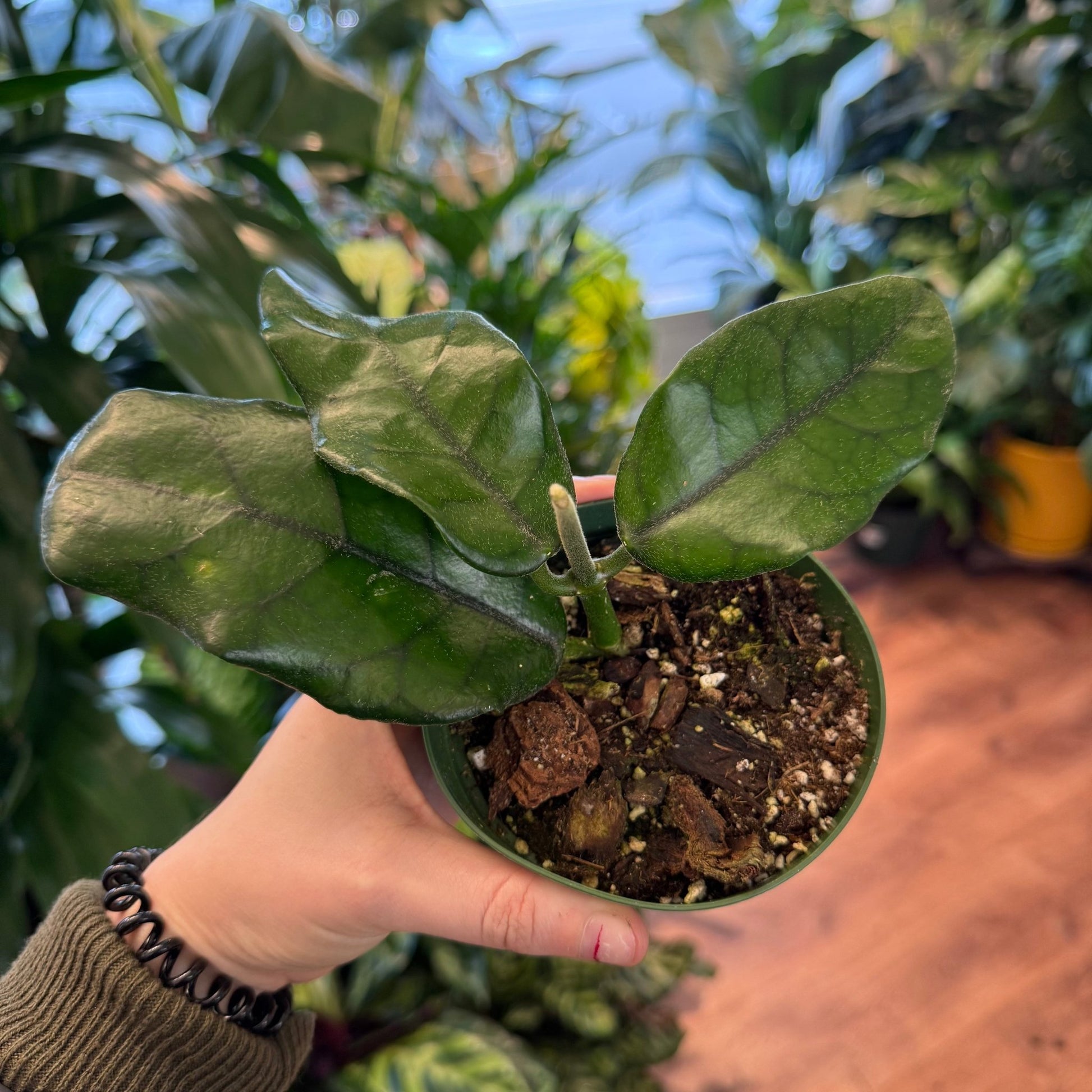 Hoya globulosa - The Plant Lady SF