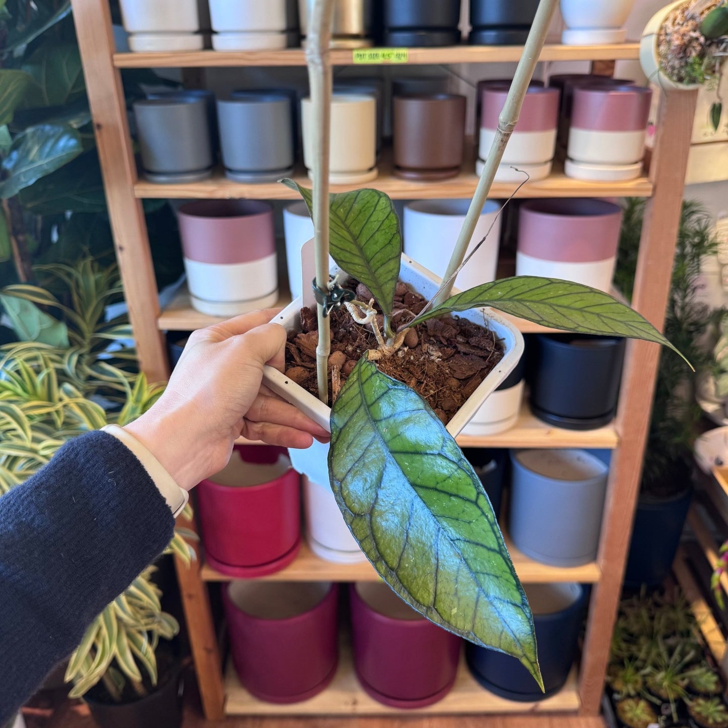 Hoya kalimantan - The Plant Lady SF