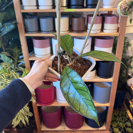 Hoya kalimantan - The Plant Lady SF