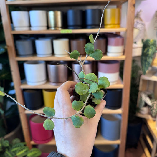 Hoya kanyakumariana - The Plant Lady SF