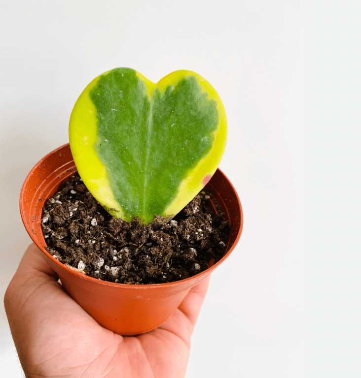 Hoya kerrii 'Sweetheart' - The Plant Lady SF