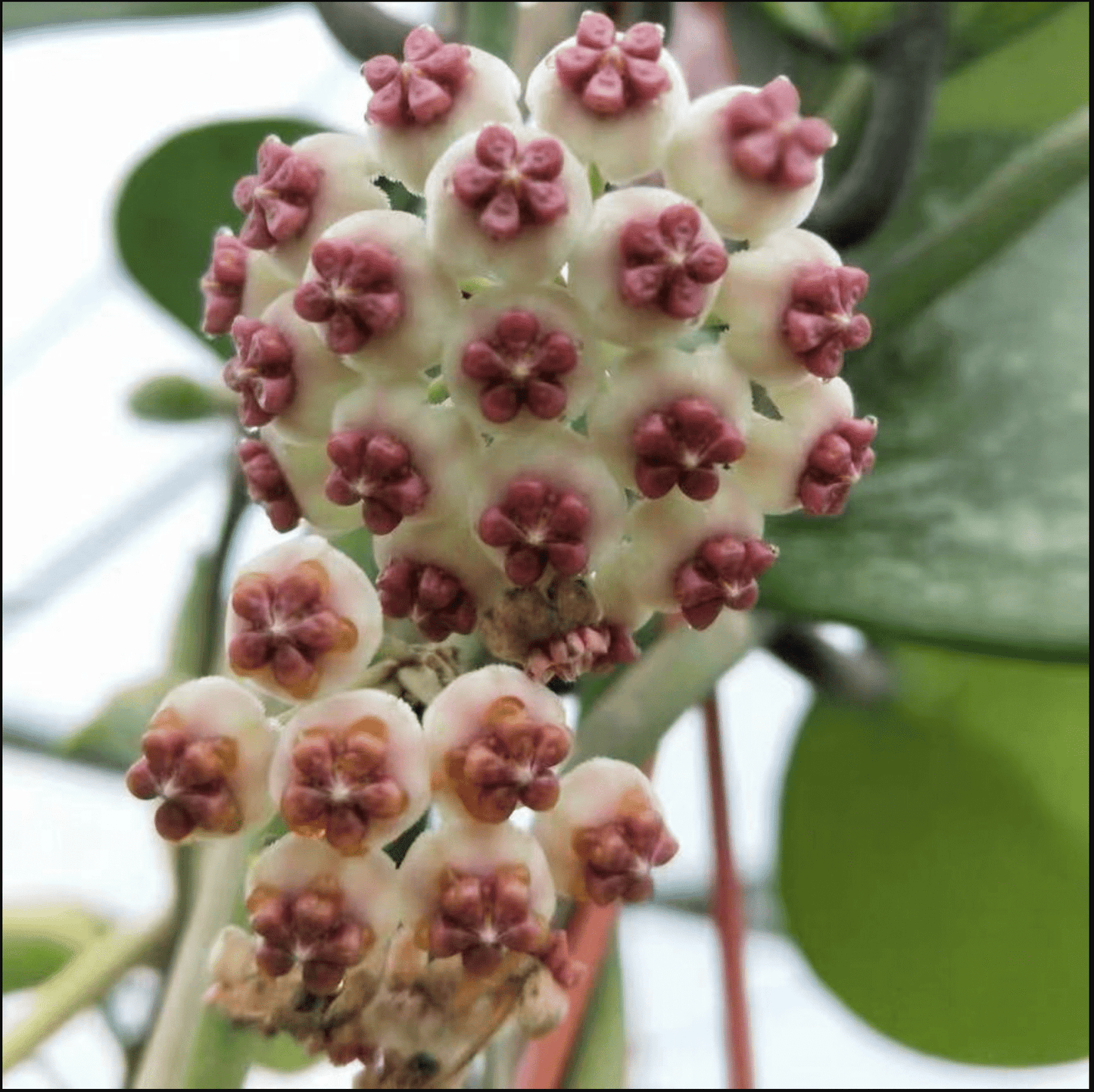 Hoya kerrii variegata - The Plant Lady SF