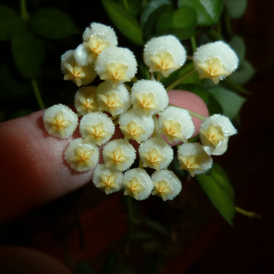 Hoya krohniana 'Super Silver' - The Plant Lady SF