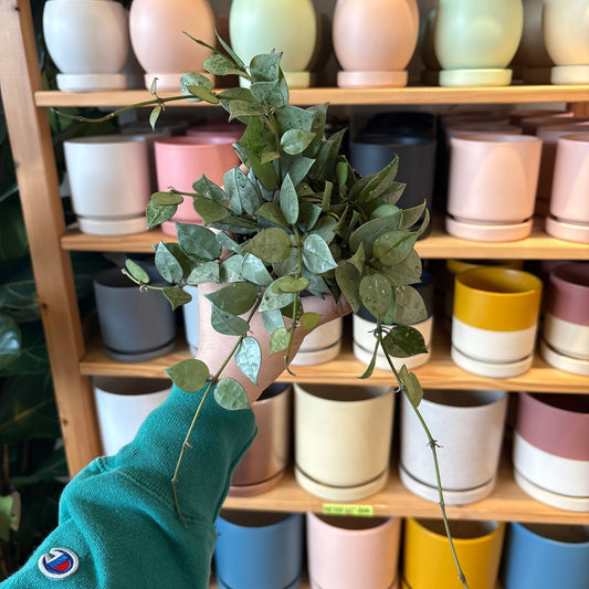 Hoya krohniana 'Super Silver' - The Plant Lady SF