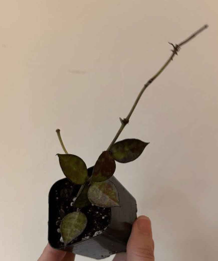 Hoya lacunosa (Borneo) - The Plant Lady SF