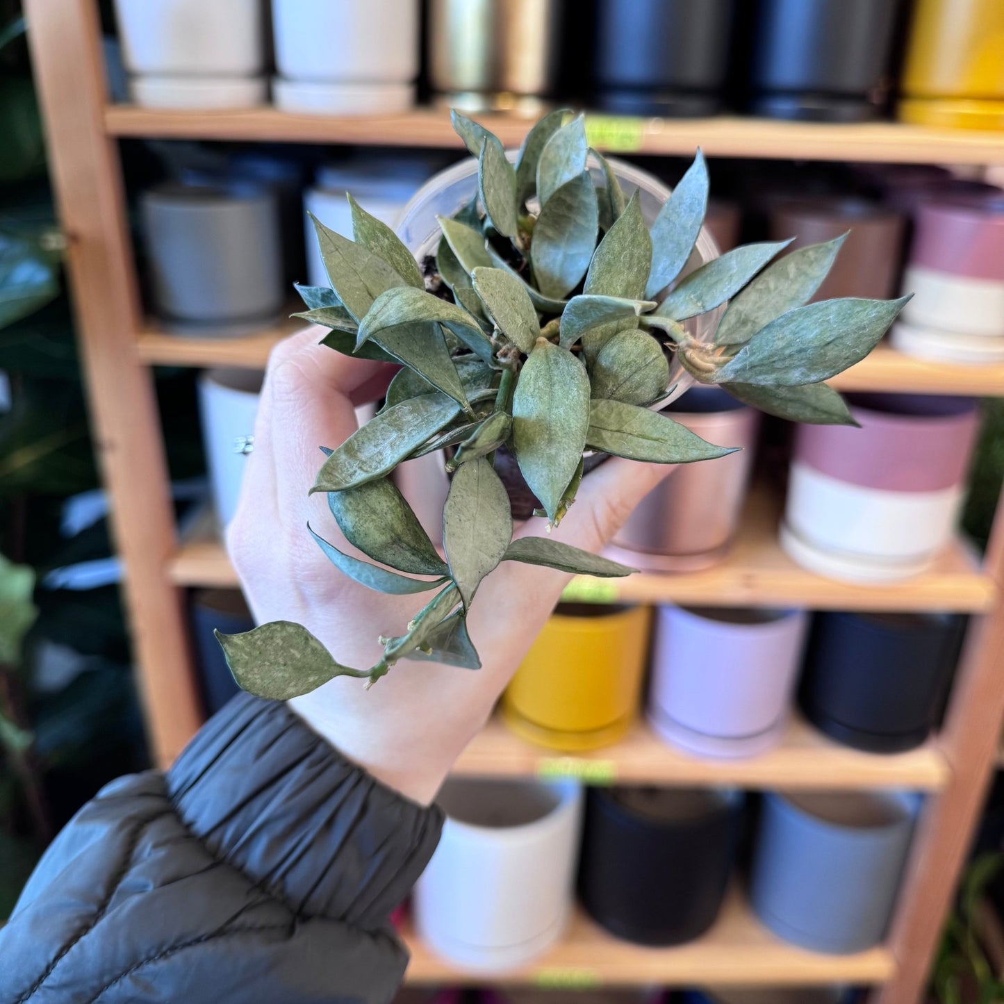 Hoya lacunosa FN11 - The Plant Lady SF