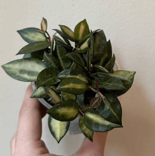 Hoya lacunosa "Queen Midori" - The Plant Lady SF