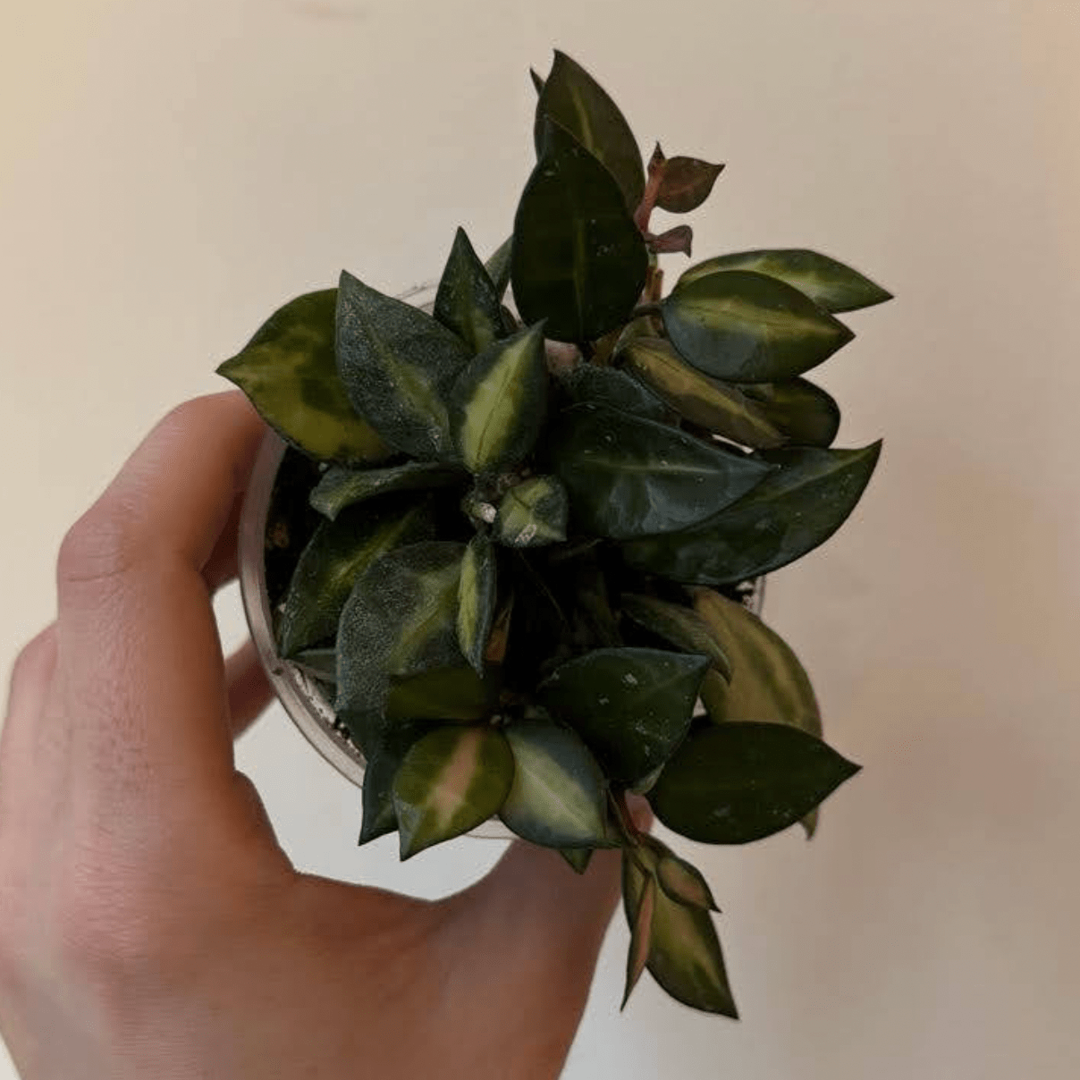 Hoya lacunosa "Queen Midori" - The Plant Lady SF