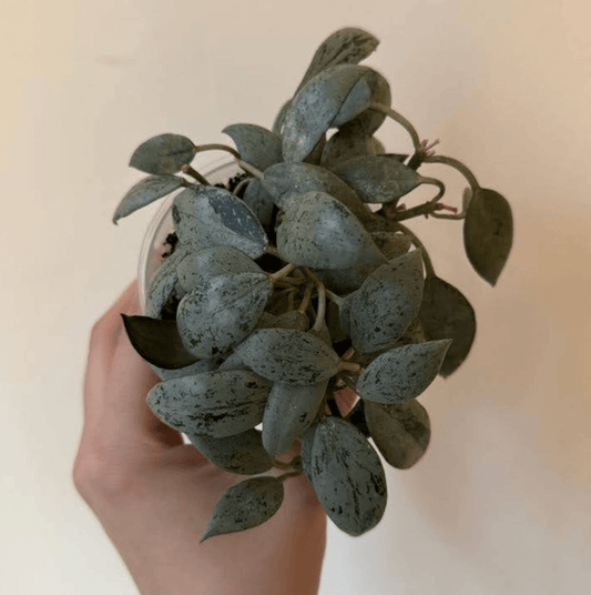 Hoya Lacunosa 'Sultaca' - The Plant Lady SF