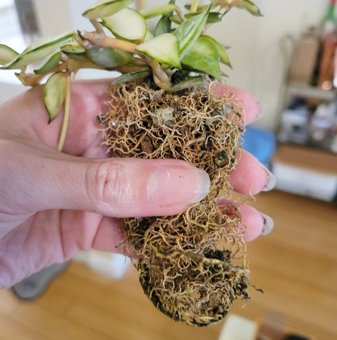 Hoya lacunosa variegated - The Plant Lady SF