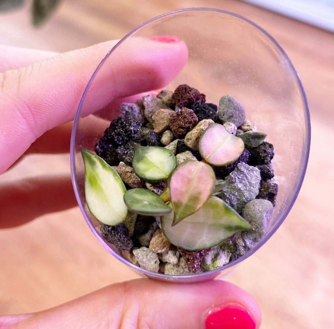 Hoya lacunosa variegated - The Plant Lady SF