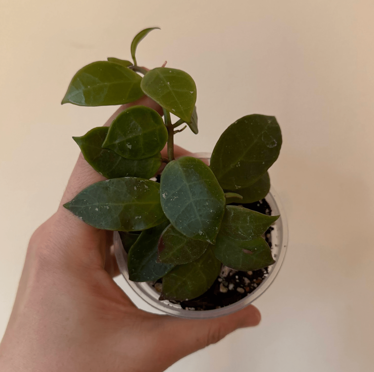 Hoya lacunosa x obscura - The Plant Lady SF