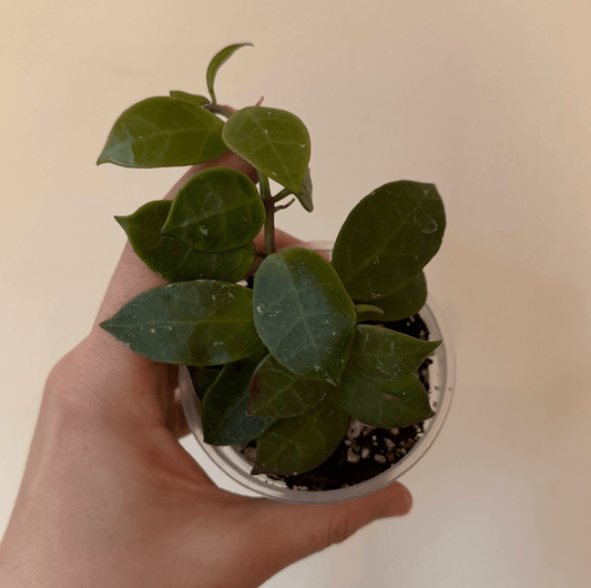 Hoya lacunosa x obscura - The Plant Lady SF