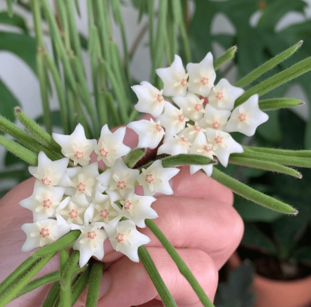Hoya linearis - The Plant Lady SF