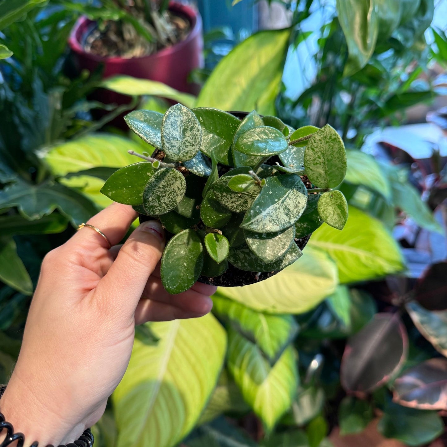 Hoya ‘Mathilde’ - The Plant Lady SF