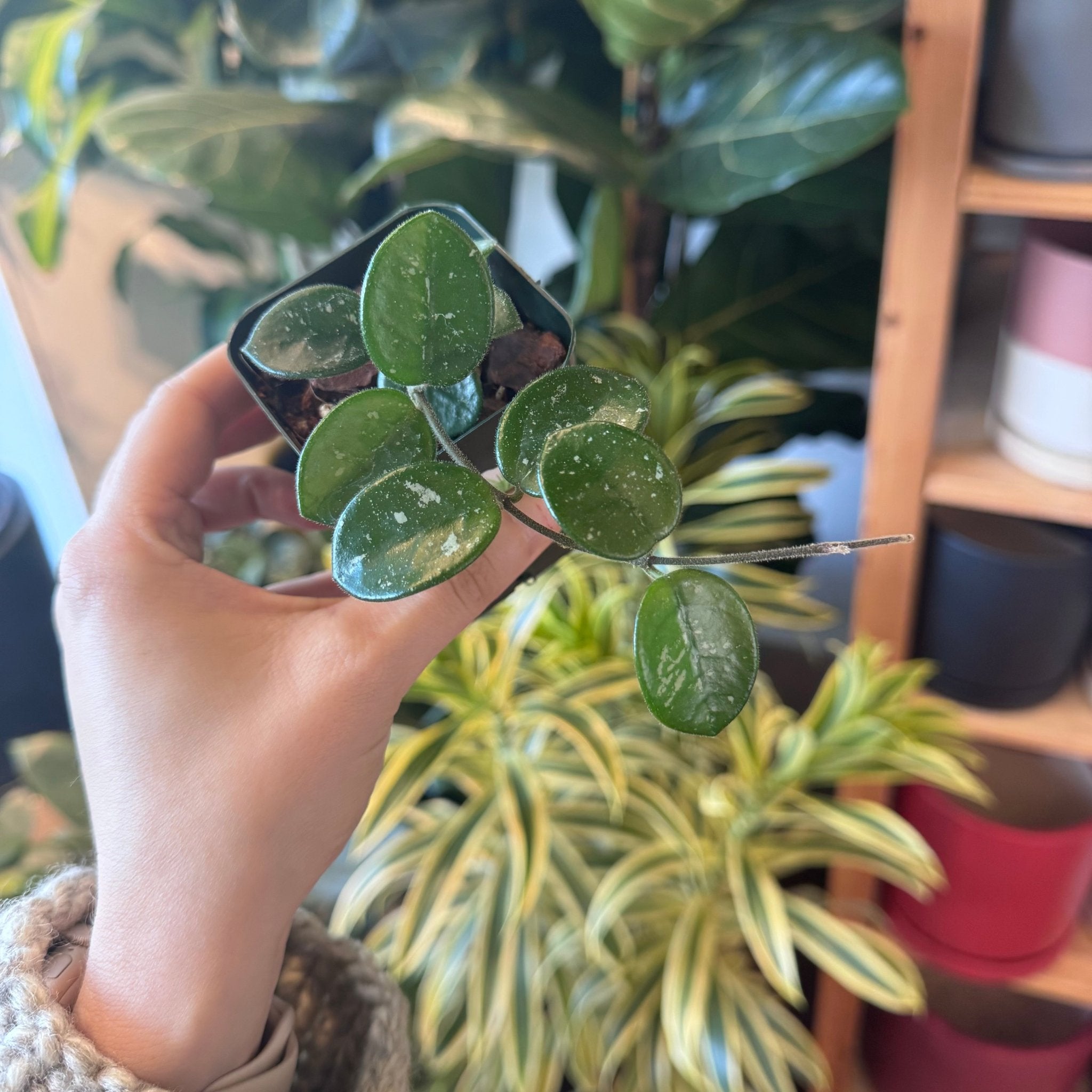 その他観葉植物 hoya mathilda variegata hoya mathilda variegata US Seller Rooted Variegated Hoya Mathilde