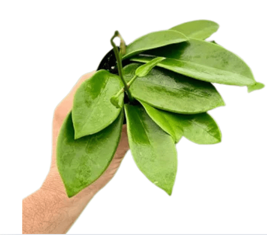 Hoya meliflua - The Plant Lady SF