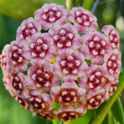 Hoya meliflua - The Plant Lady SF