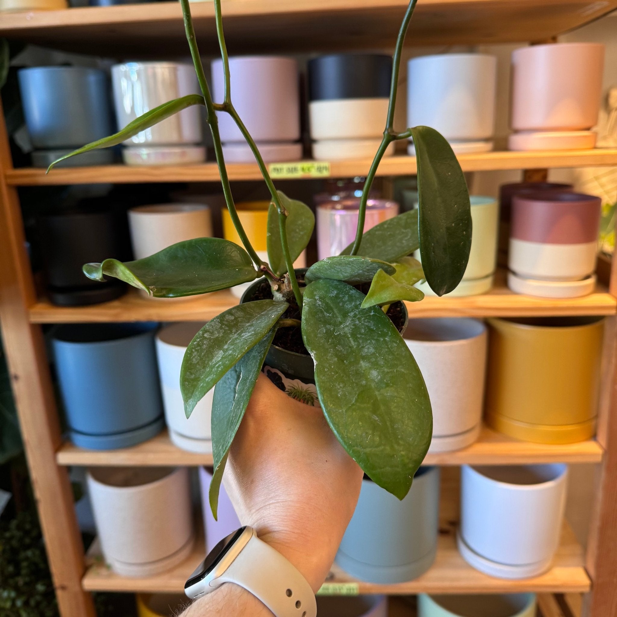 Hoya meliflua – The Plant Lady SF