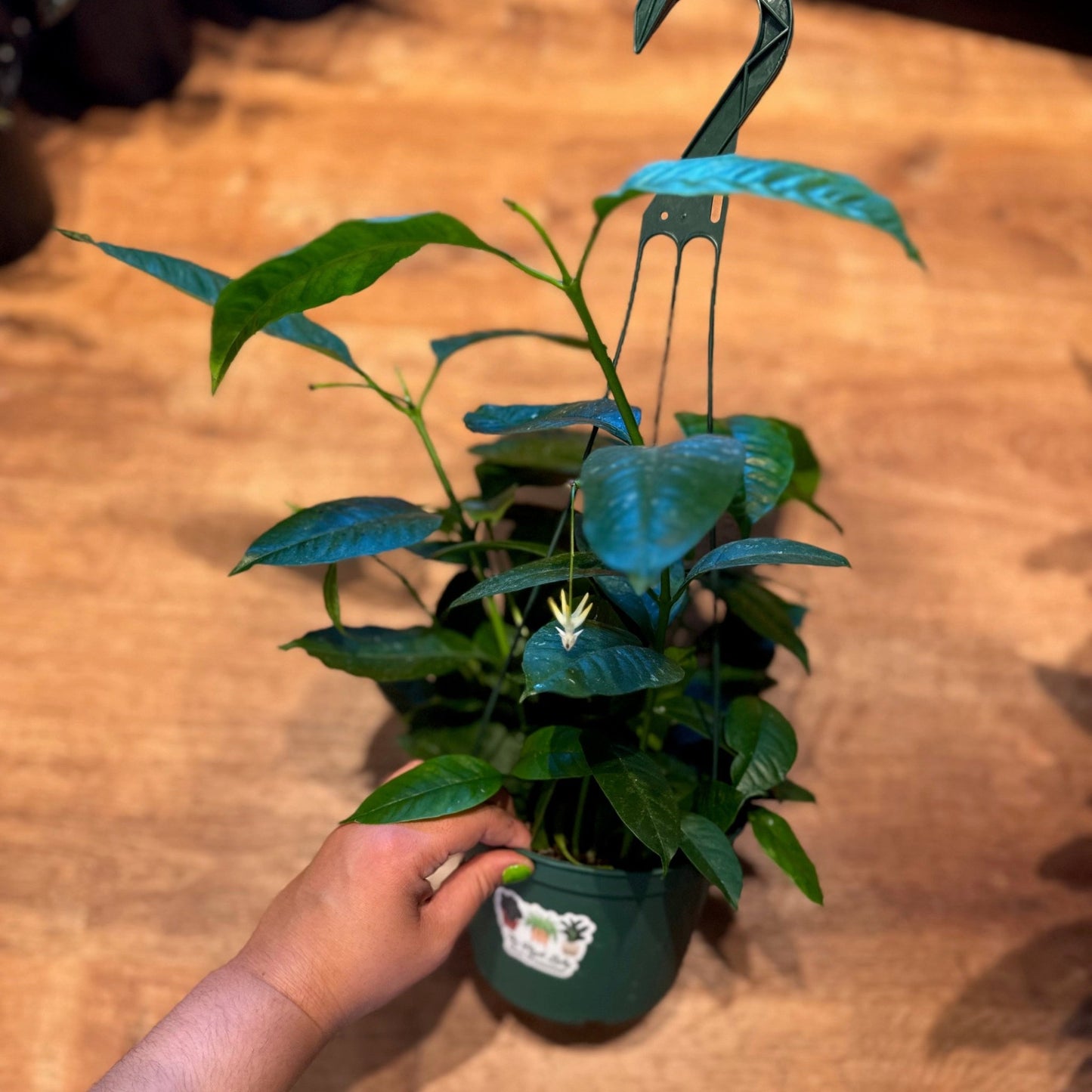 Hoya multiflora (Shooting Star Hoya) - The Plant Lady SF