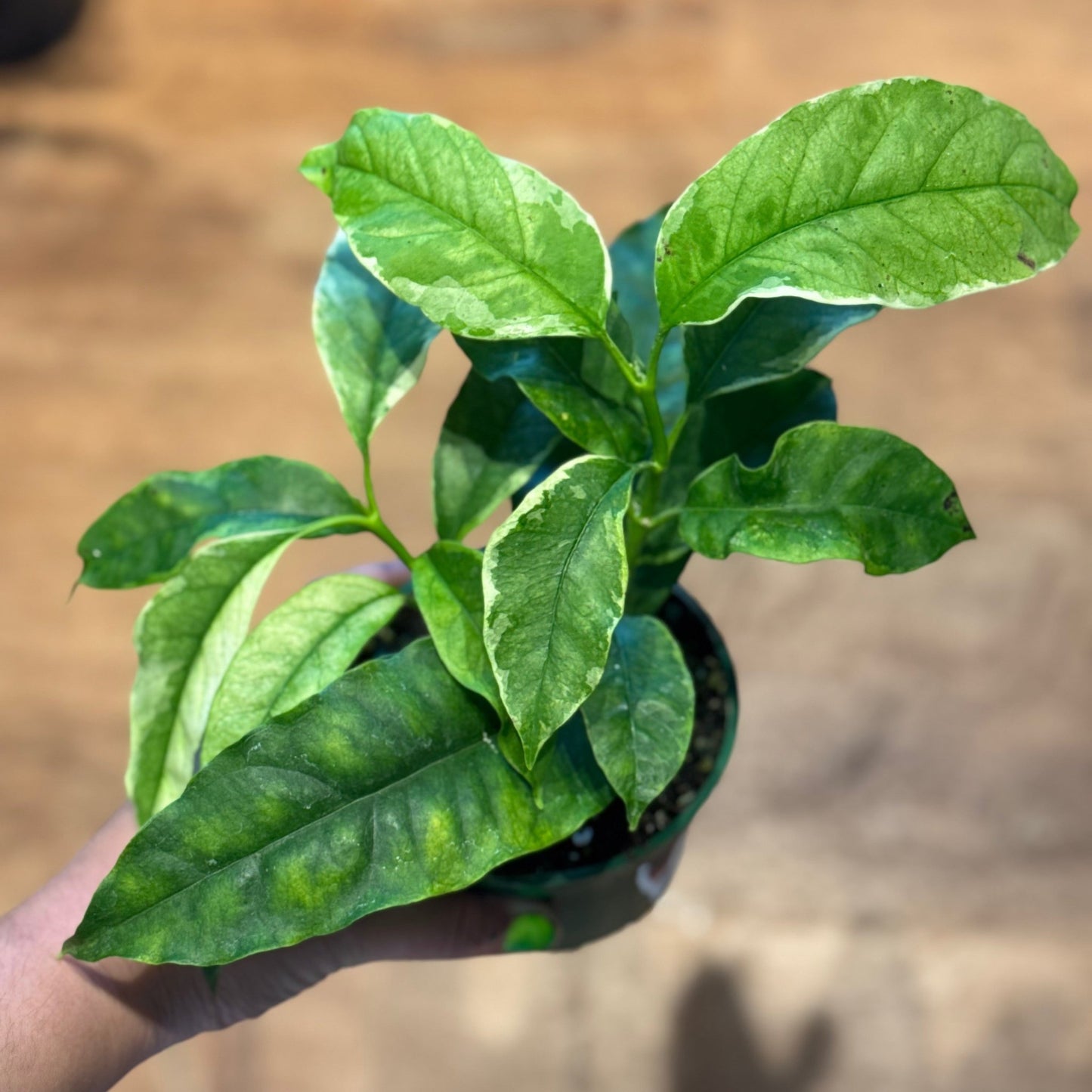 Hoya multiflora 'Variegata' (Variegated Shooting Star Hoya) - The Plant Lady SF