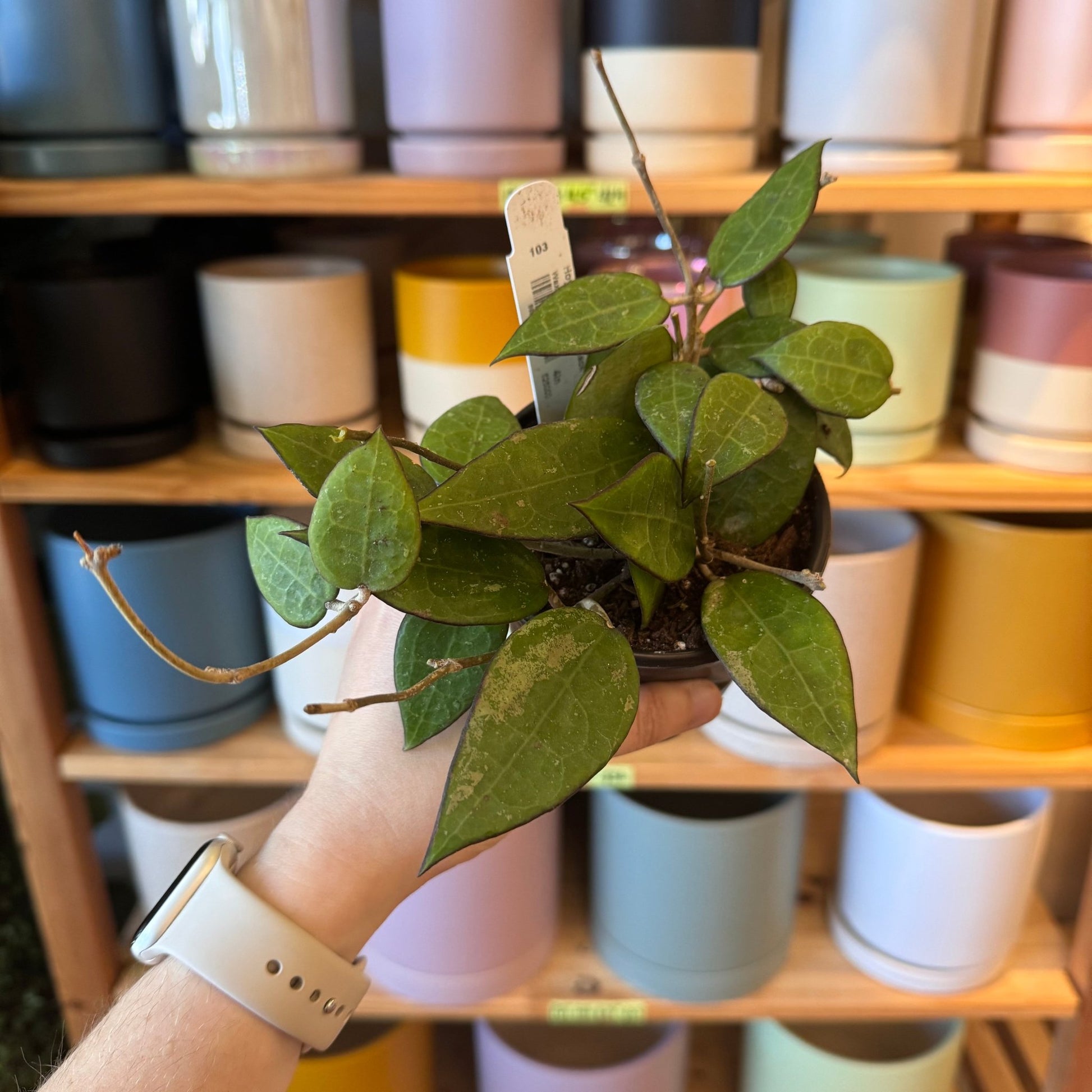 Hoya parasitica 'Black Margin' - The Plant Lady SF