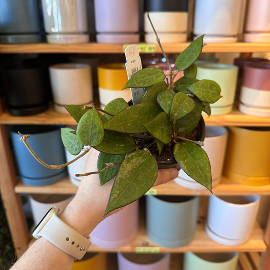 Hoya parasitica 'Black Margin' - The Plant Lady SF