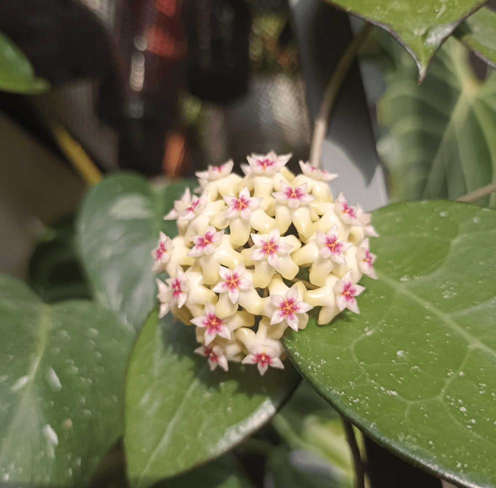 Hoya parasitica 'Black Margin' - The Plant Lady SF