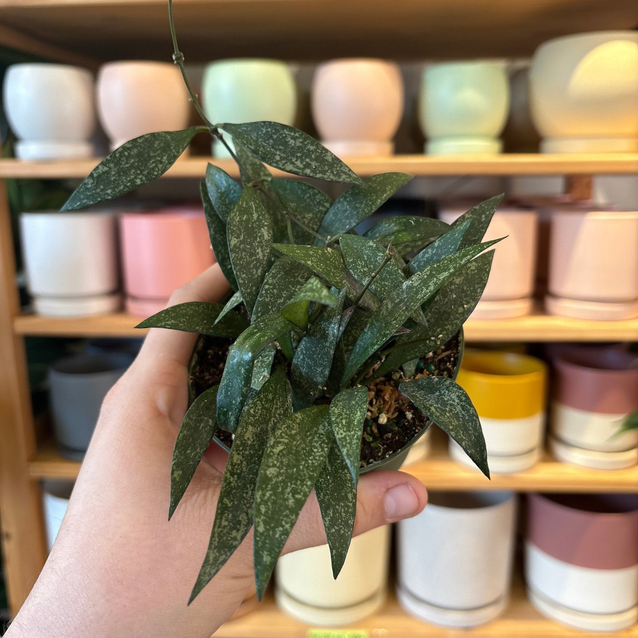 Hoya parviflora 'Splash' – The Plant Lady SF