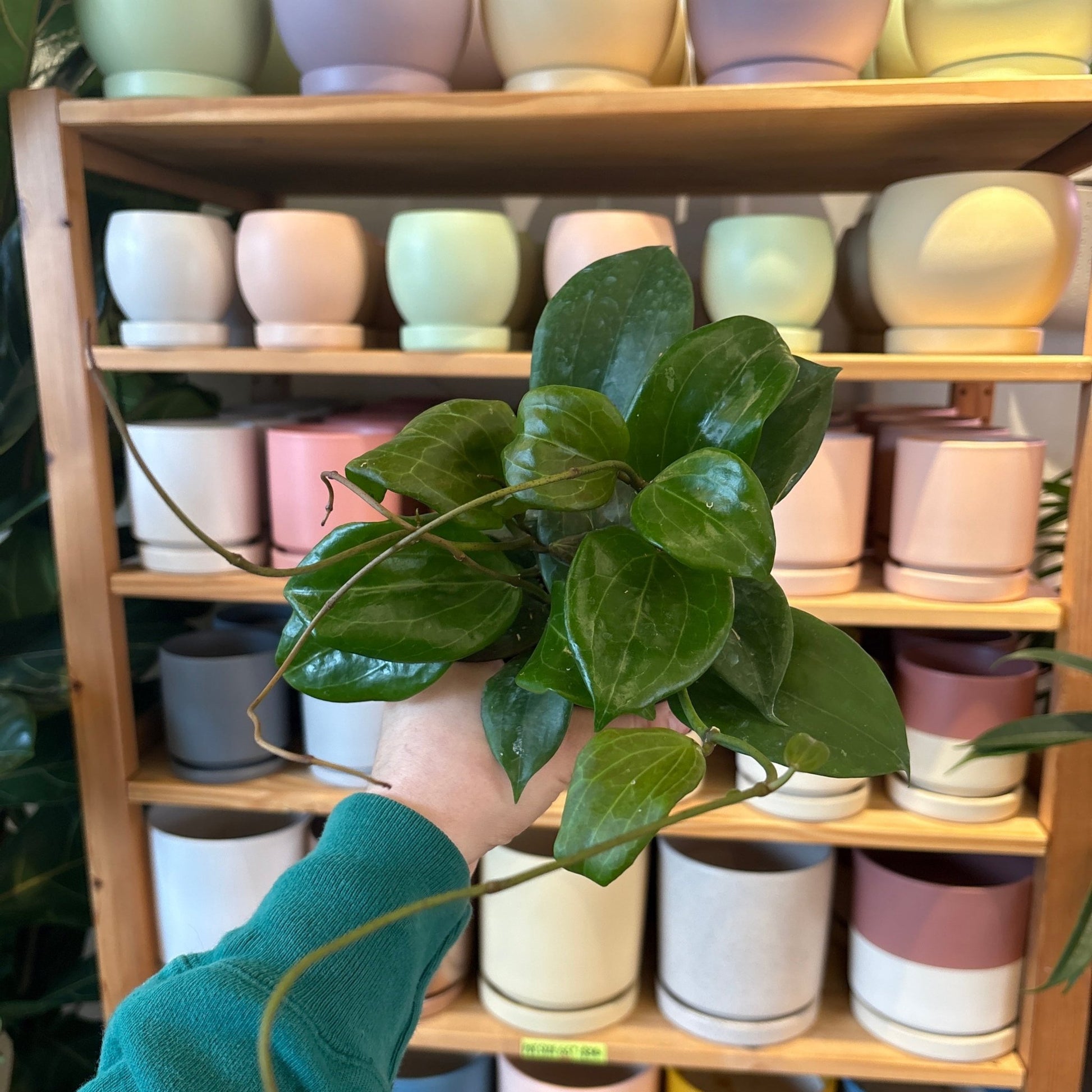 Hoya quinquenervia - The Plant Lady SF