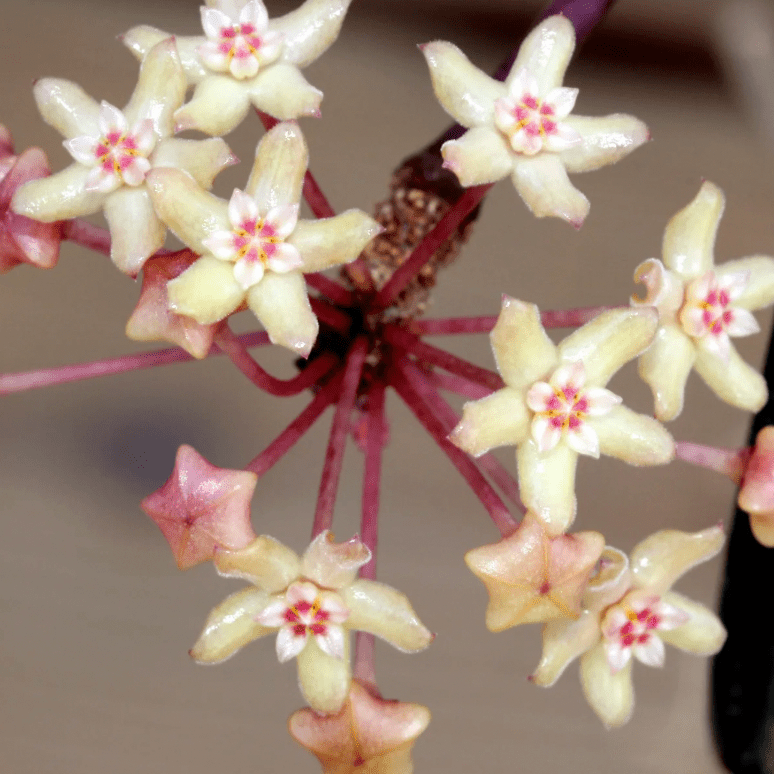 Hoya quinquenervia - The Plant Lady SF
