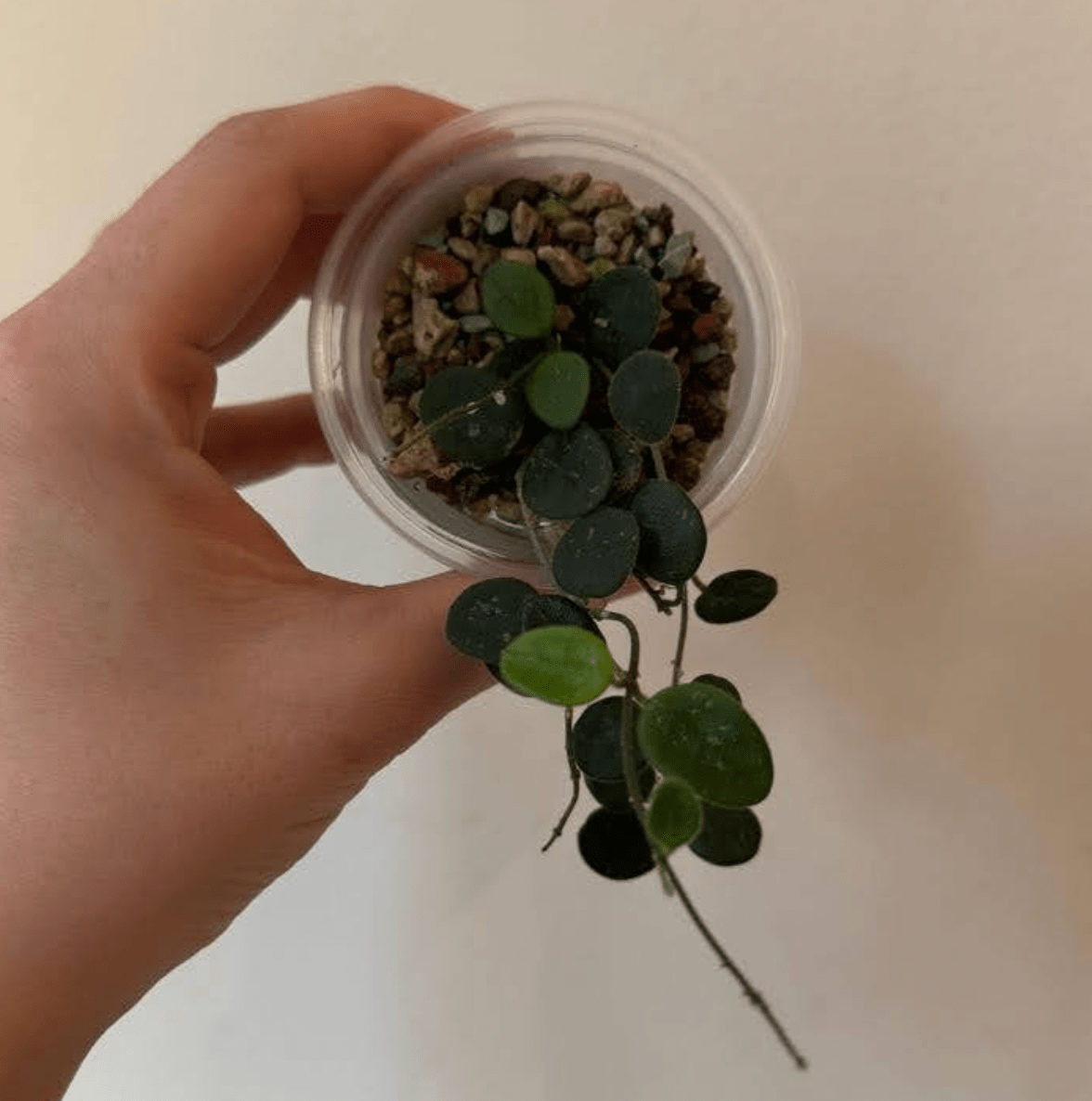 Hoya serpens - The Plant Lady SF