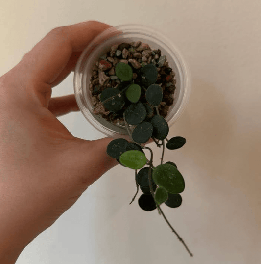 Hoya serpens - The Plant Lady SF