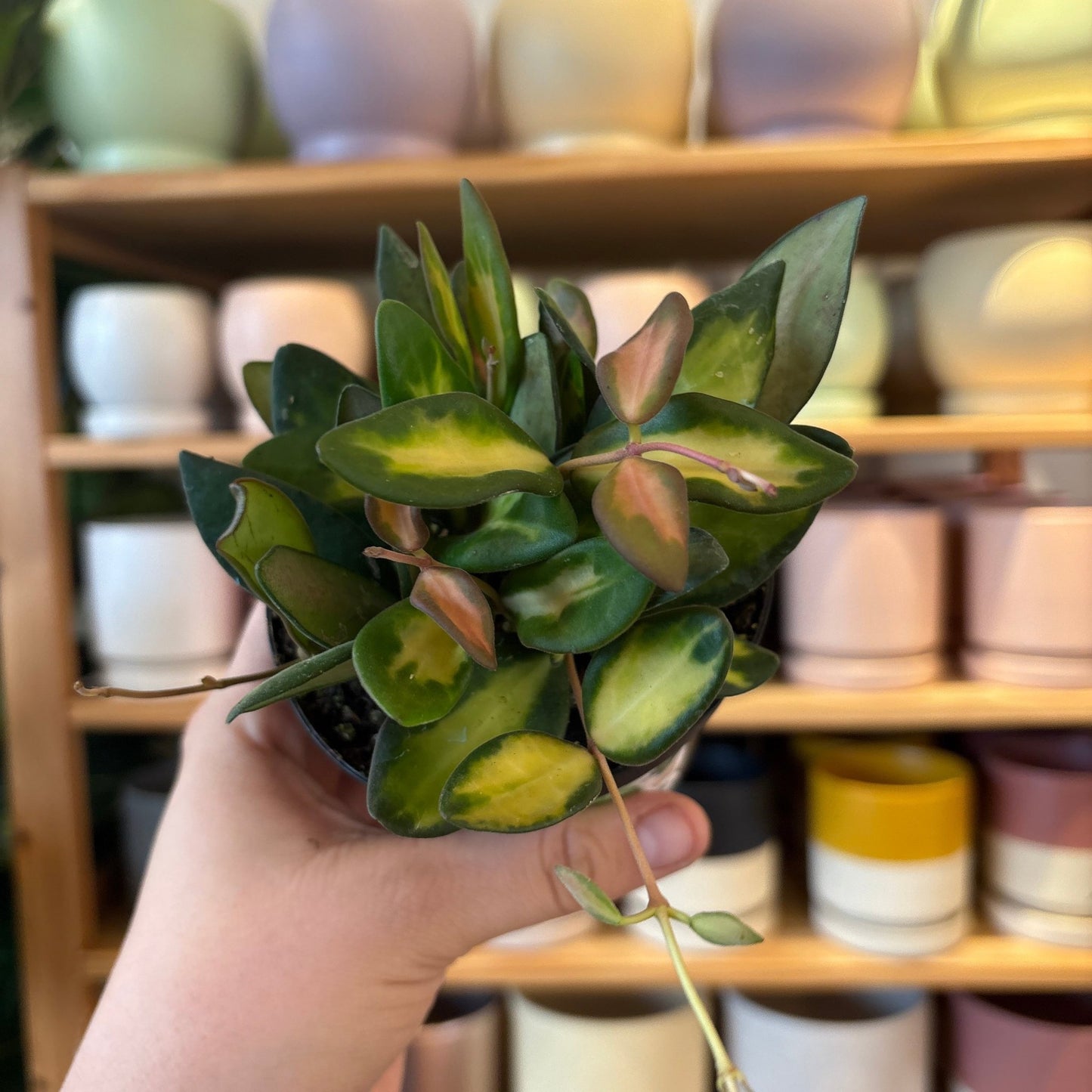 Hoya sp. aff. burtonaie (AKA Hoya DS - 70) variegated. - The Plant Lady SF