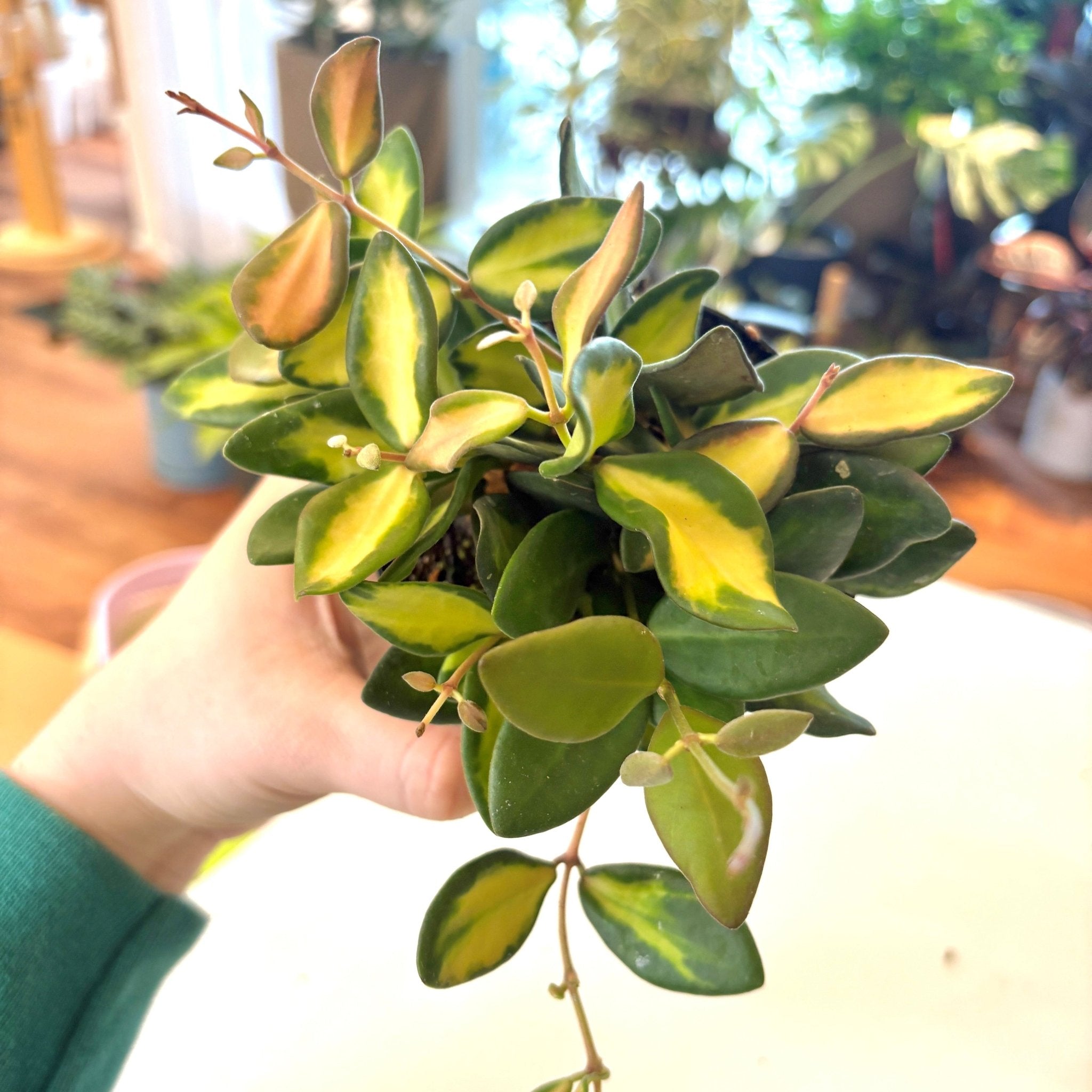 Hoya sp. aff. burtonaie (AKA Hoya DS-70) variegated. – The Plant