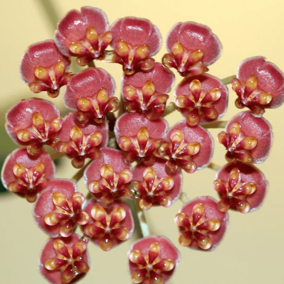 Hoya sp. aff. burtonaie (AKA Hoya DS - 70) variegated. - The Plant Lady SF