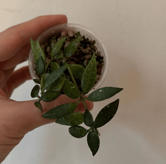 Hoya sp. aff. lacunosa SR 2010 - 055 - The Plant Lady SF