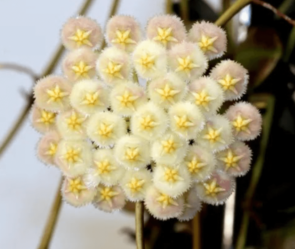 Hoya sp. aff. lacunosa SR 2010 - 055 - The Plant Lady SF