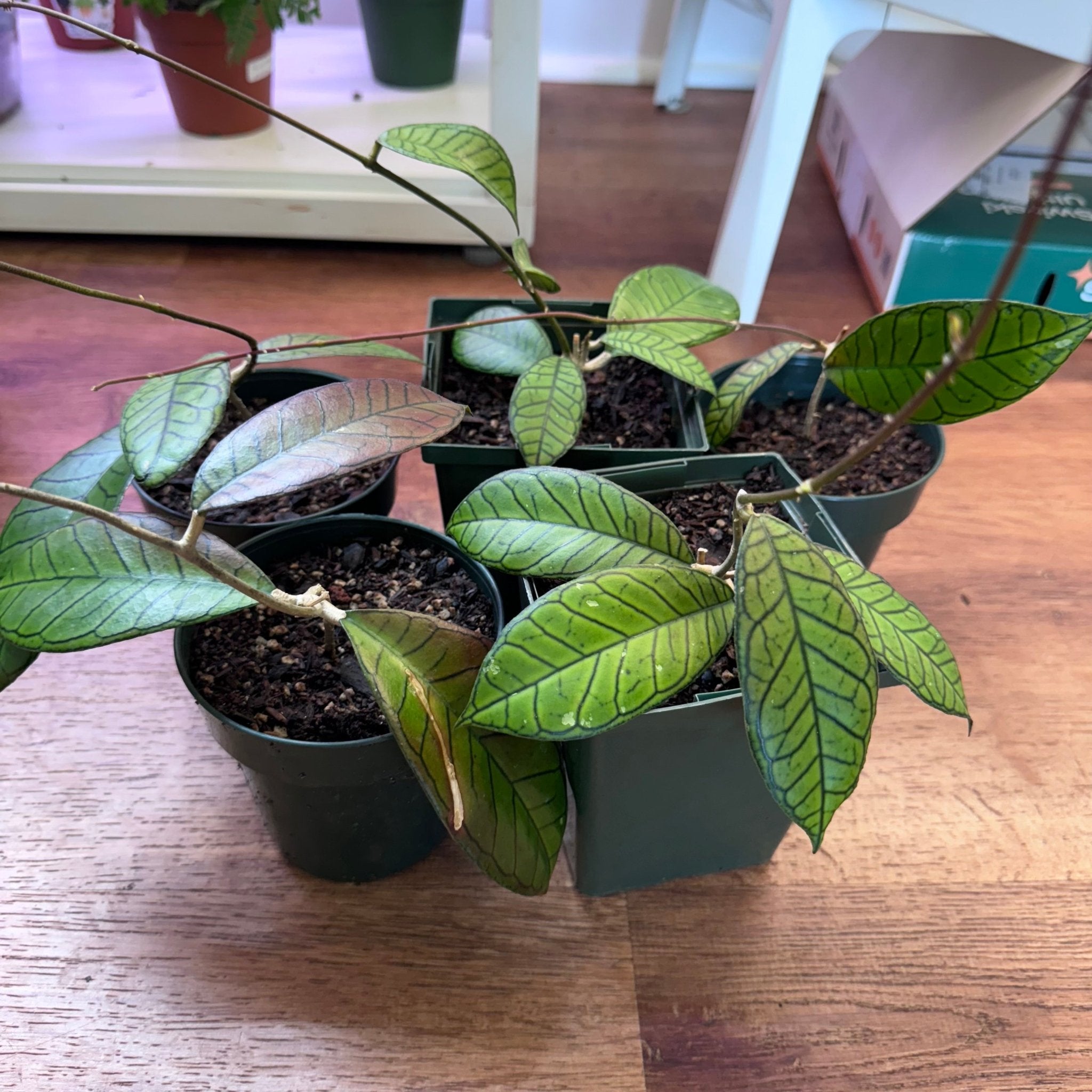 Hoya sp. Gunung Gading – The Plant Lady SF