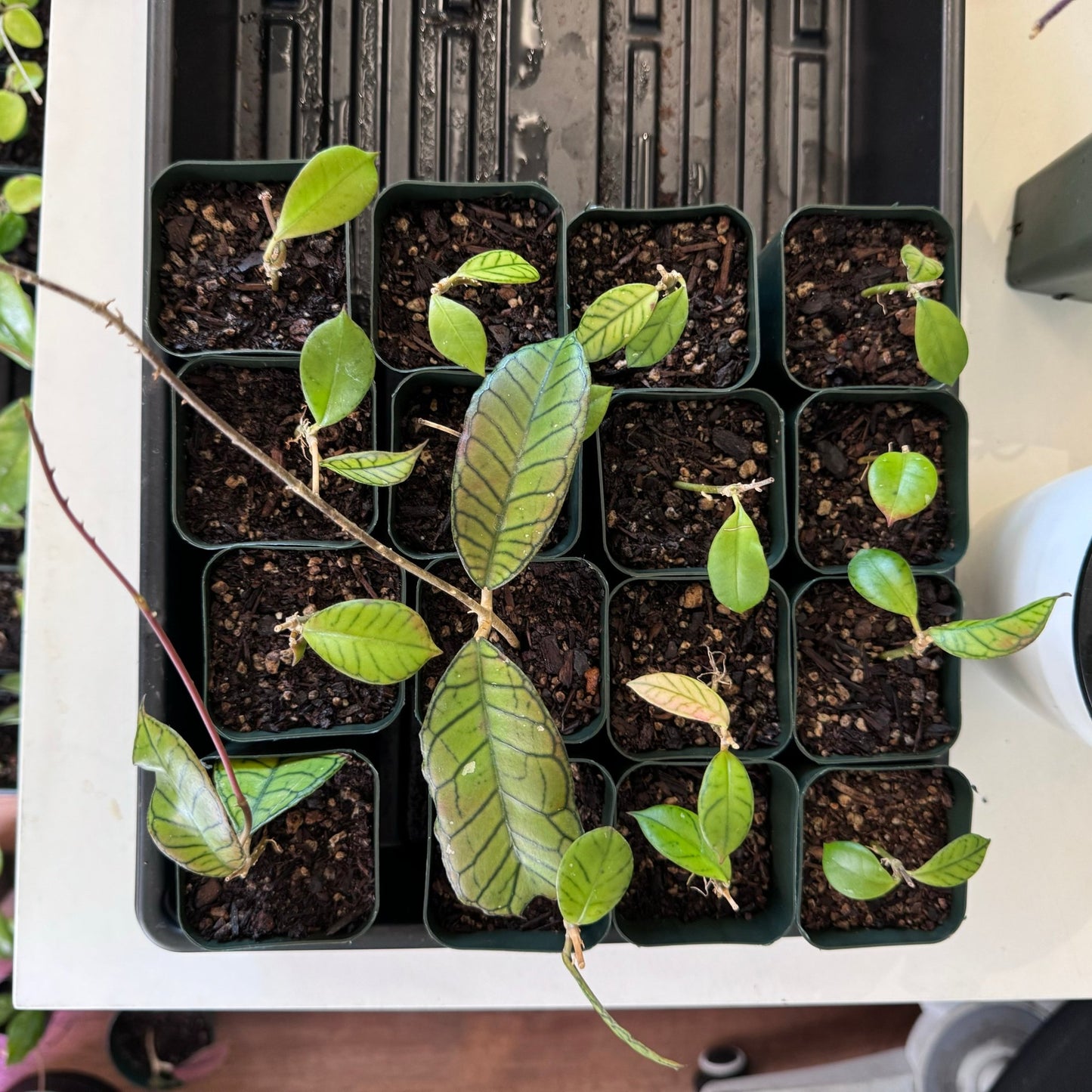 Hoya sp. Gunung Gading - The Plant Lady SF